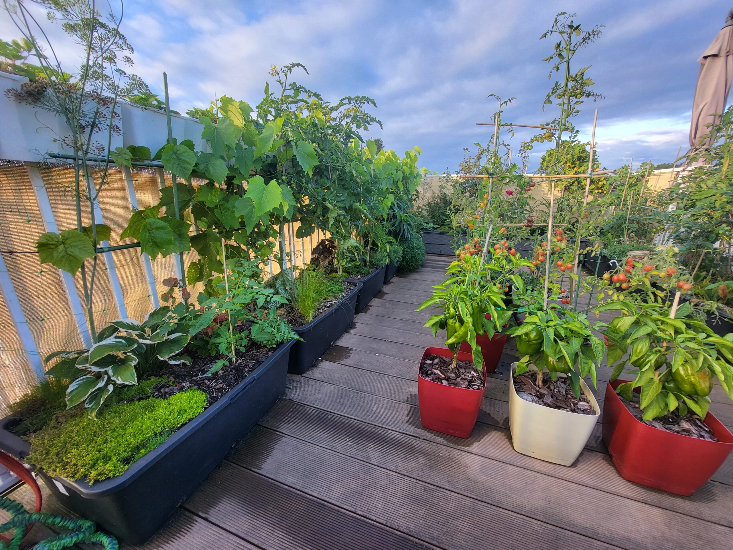 Rooftop container garden with vegetables and plants growing in different sized containers