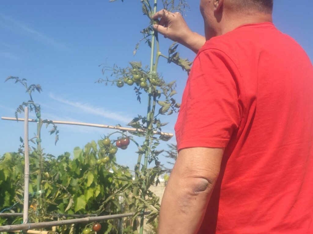 Tall tomato plant growing in a rooftop container beside a gardener