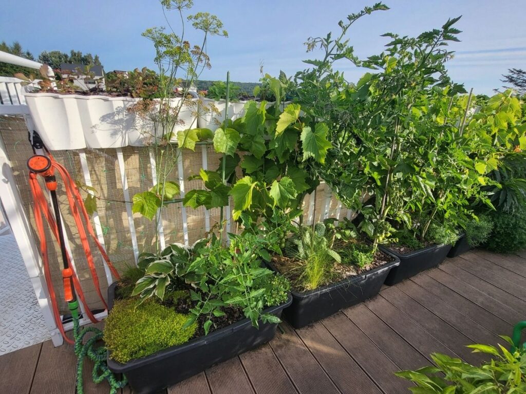 Rooftop container garden with wind screen and tall supported plants