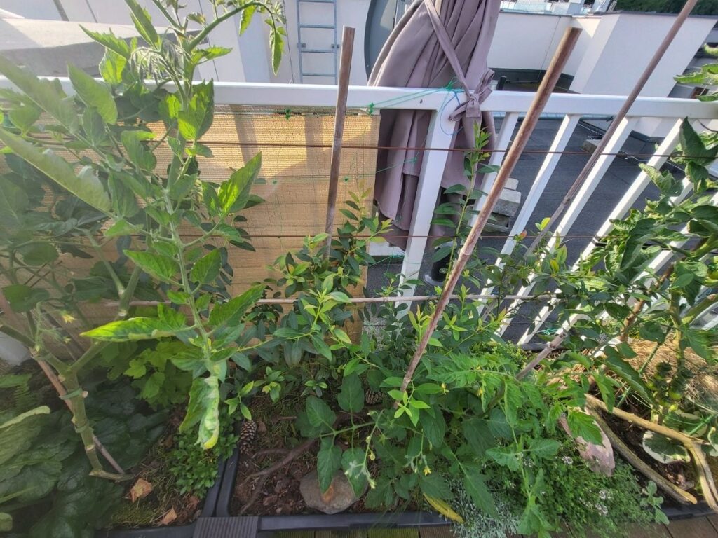 Tall tomato plants supported with vertical stakes and horizontal crossbars on a rooftop garden