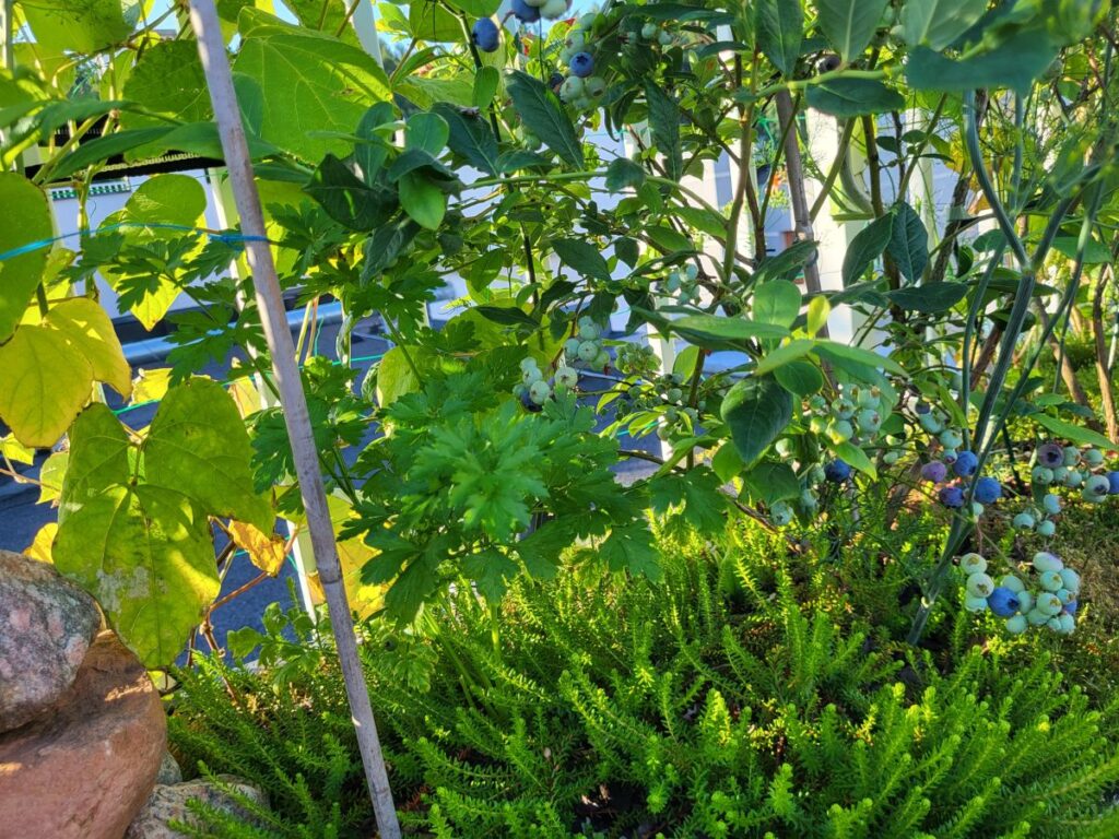 Blueberry bush with ripening berries growing in a large rooftop container