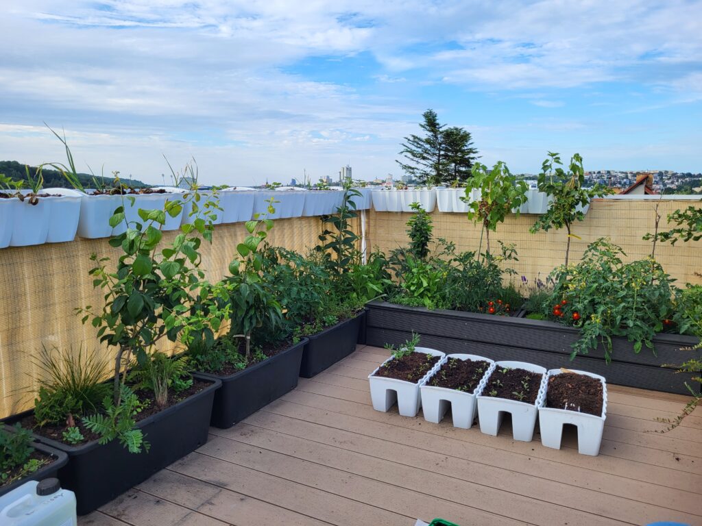 Large containers with vegetables, fruits, herbs, and ornamental plants in a rooftop garden