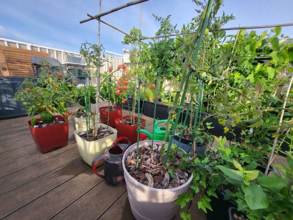 Group of large and medium containers with supported plants on a rooftop garden