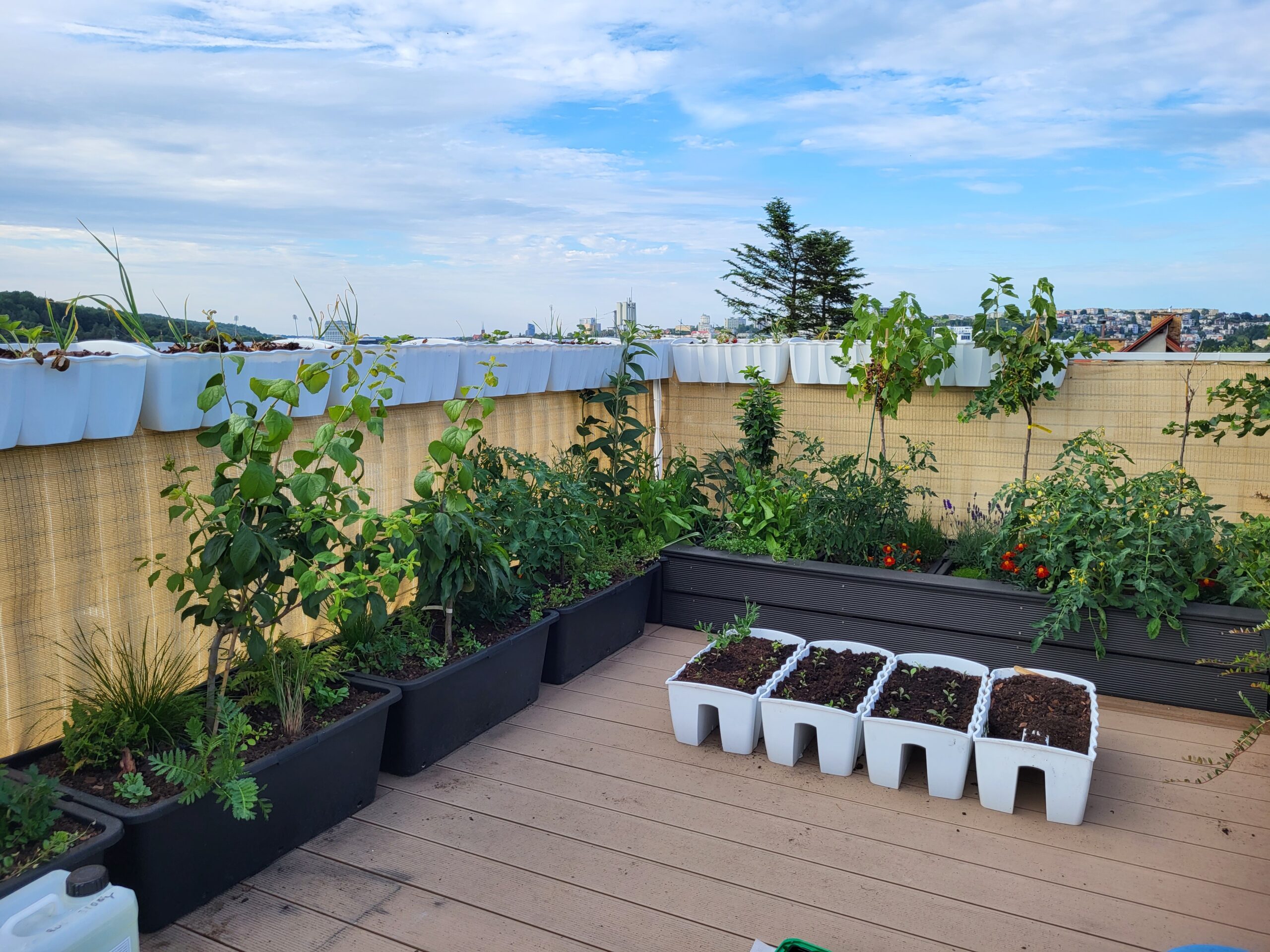 Large containers with vegetables, fruits, herbs, and ornamental plants in a rooftop garden