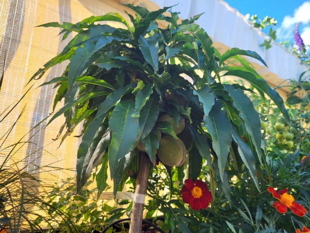 Peach tree with developing fruit growing in a rooftop container garden