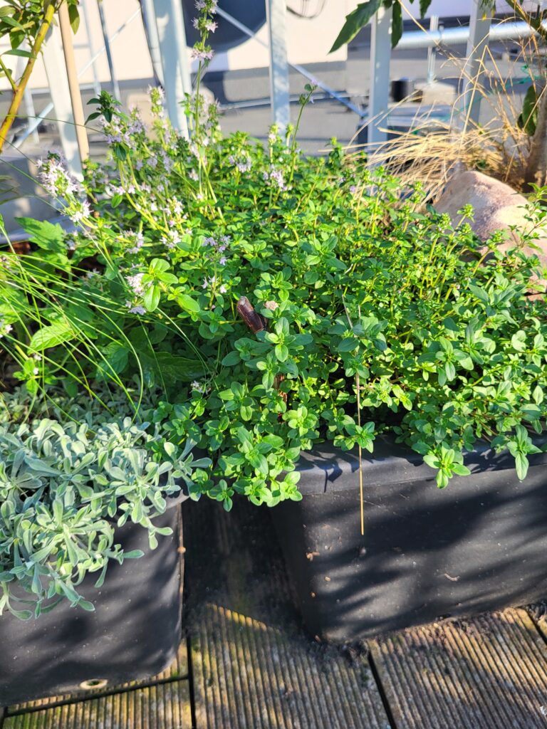 Thyme and other herbs growing in a rooftop container garden