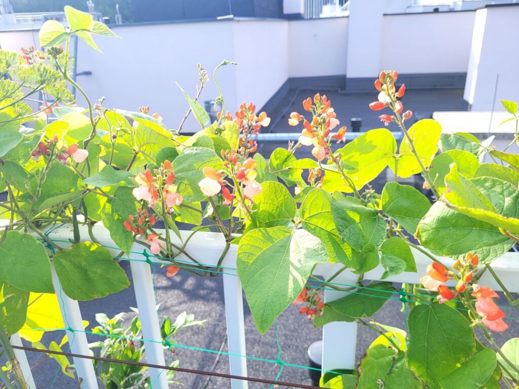 Climbing beans growing vertically along a sunny balcony railing