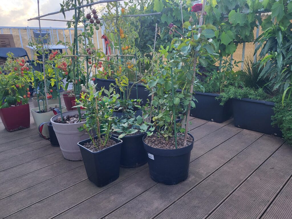 Different sizes of plant containers used for vegetables and fruit plants on a rooftop terrace