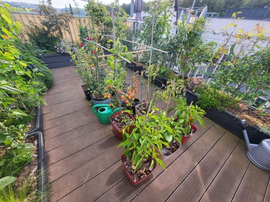 Grouped rooftop containers with tomatoes peppers and supported plants