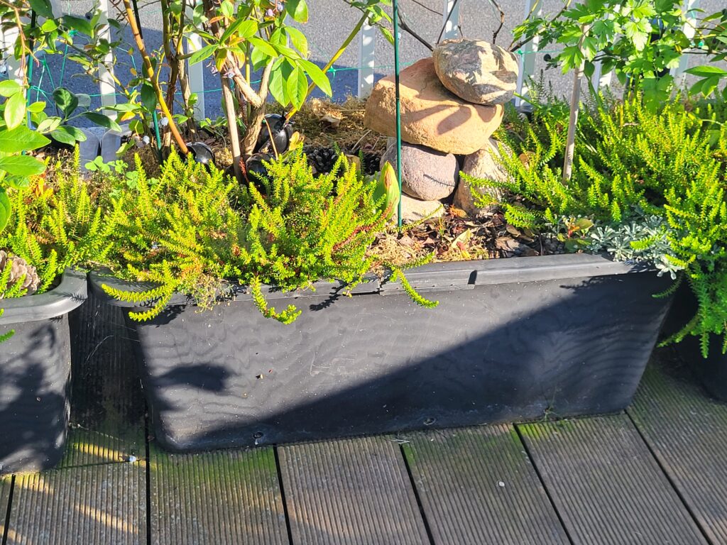 Large rooftop garden container planted with several ornamental and useful plants