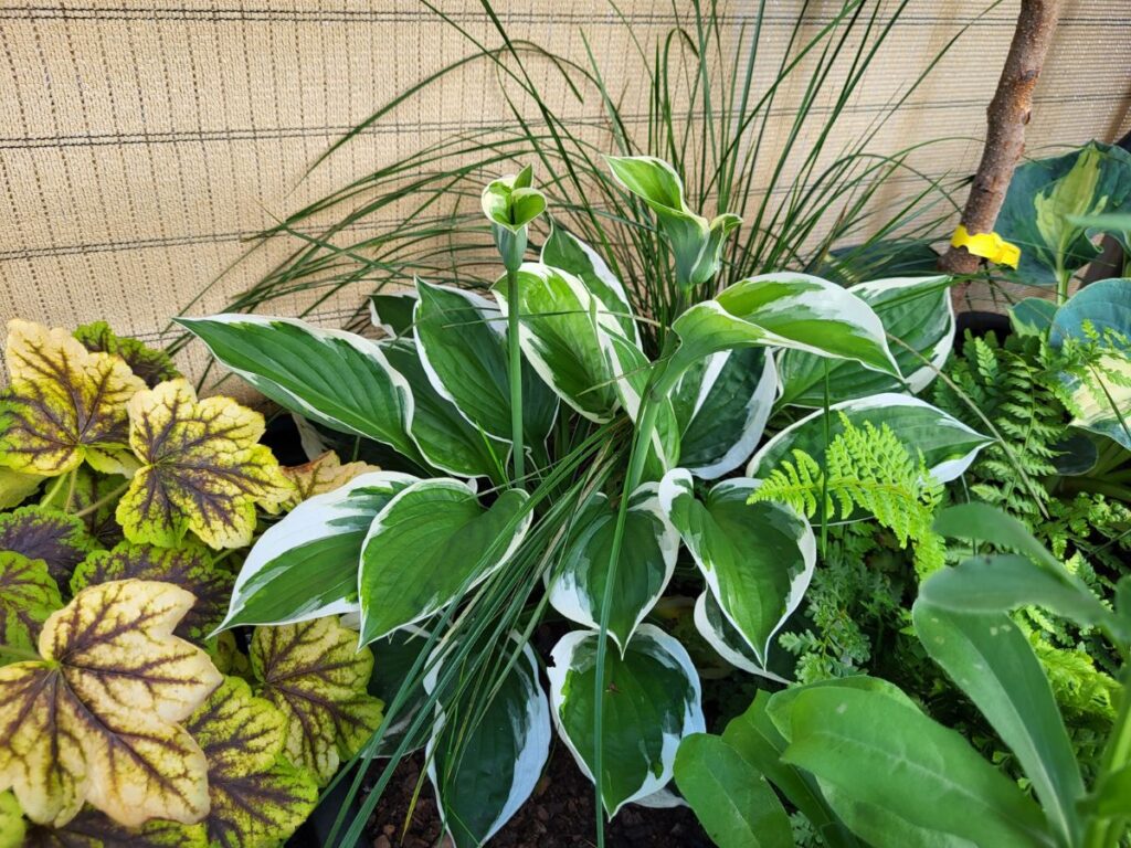 Hostas heucheras and ferns growing together in a shaded rooftop container