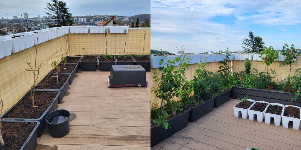 Rooftop garden before and after plant growth in large construction tubs