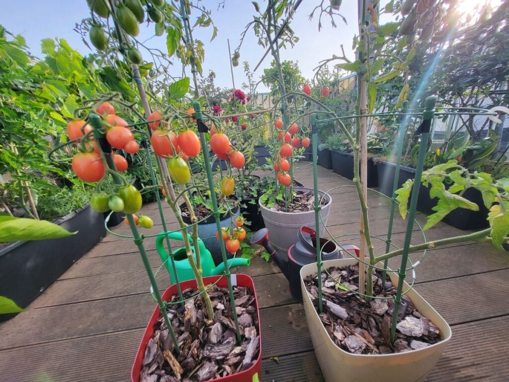Tomato plants supported by metal rings in rooftop containers