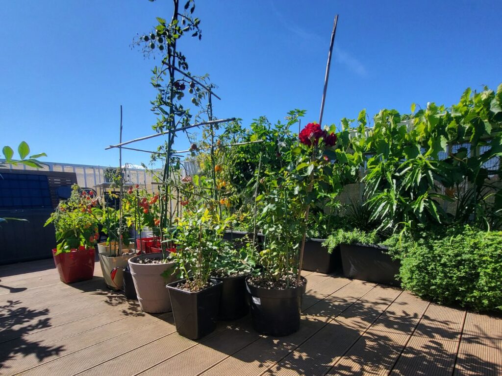 Mixed rooftop container garden with vegetables fruit and ornamental plants