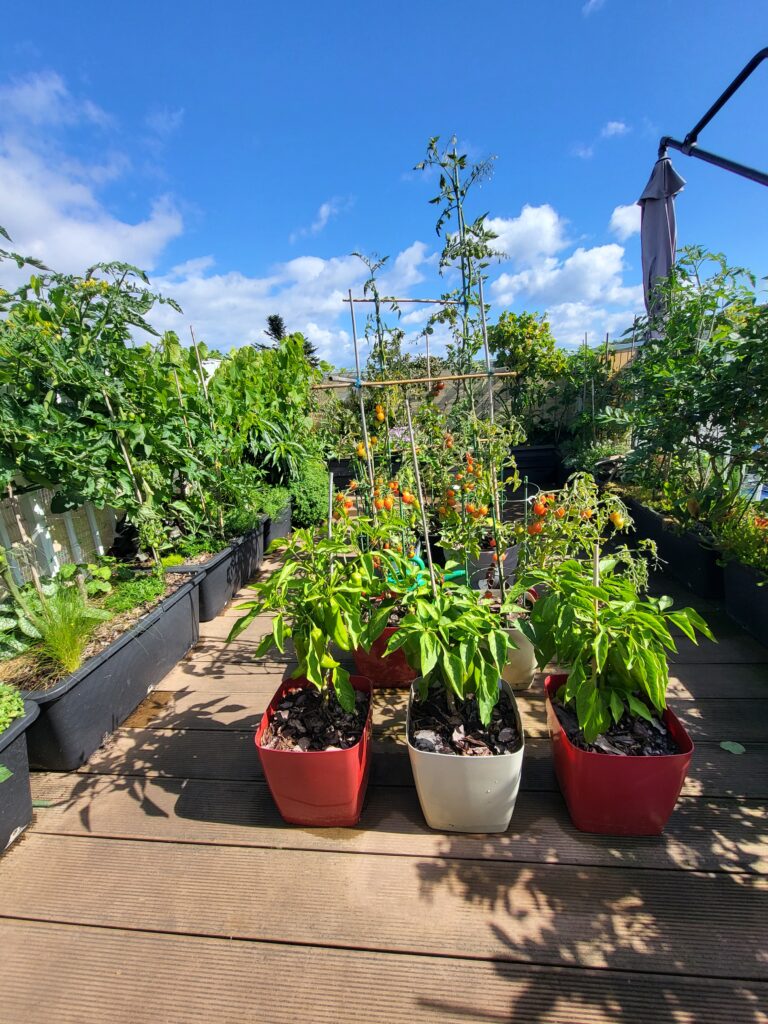 Wide view of a rooftop container garden with vegetables, herbs, fruit plants, and ornamental plants.
