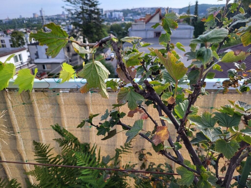 Broken branch on a rooftop container plant after wind damage