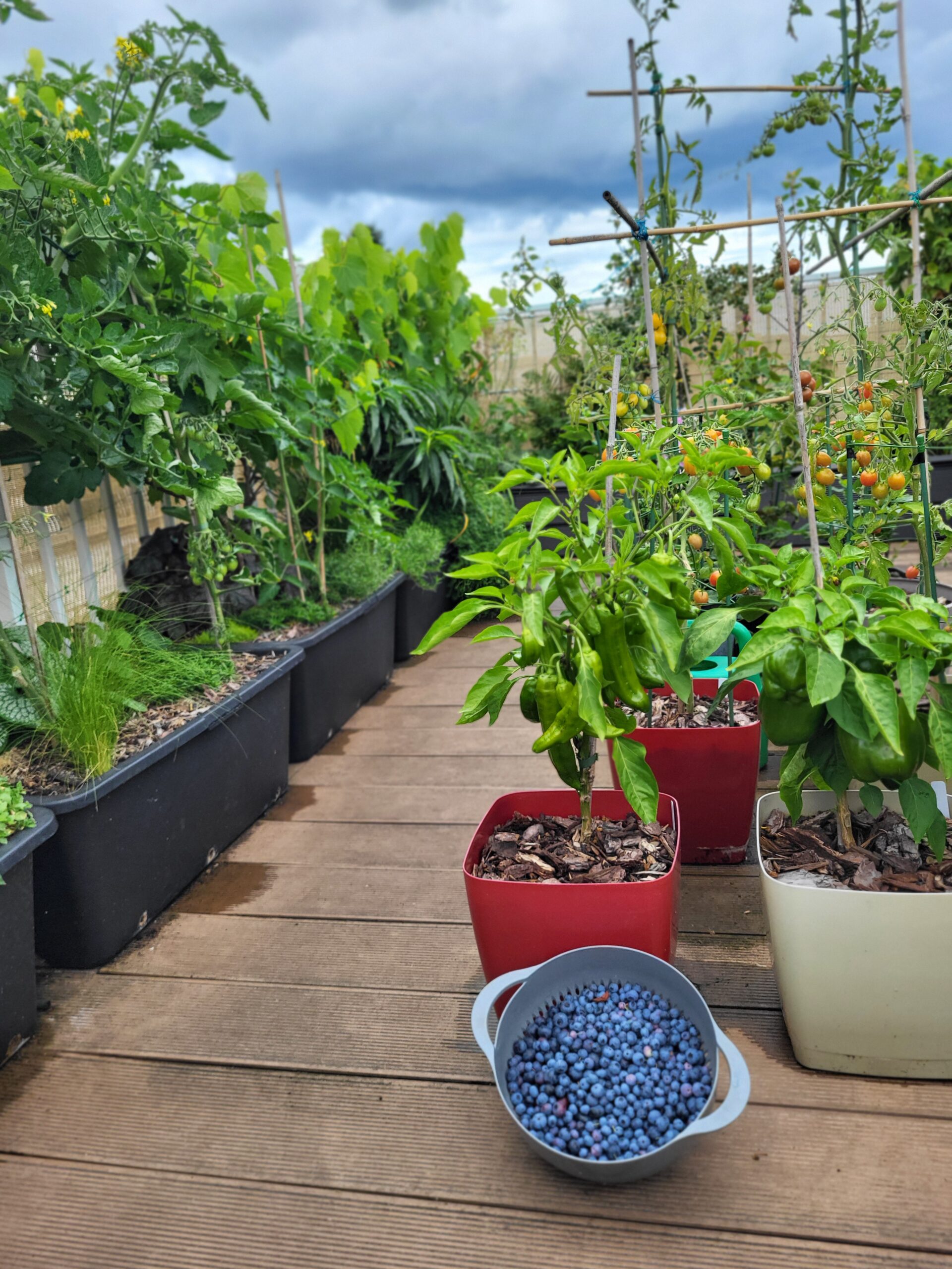 Peppers and tomatoes growing in containers beside a bowl of freshly harvested blueberries in a rooftop garden.