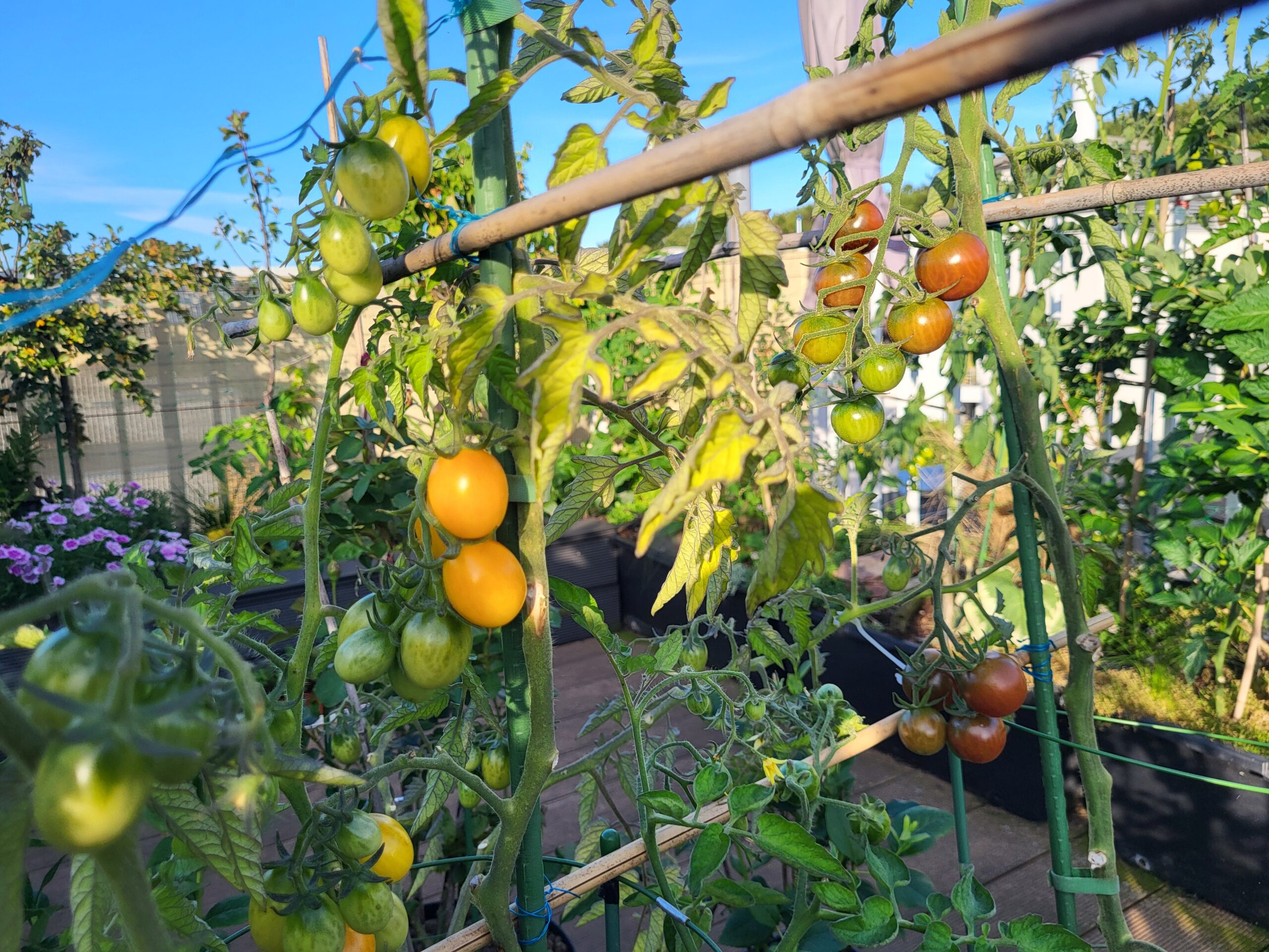 Tomatoes at different stages of ripening growing on supported plants in a rooftop container garden.