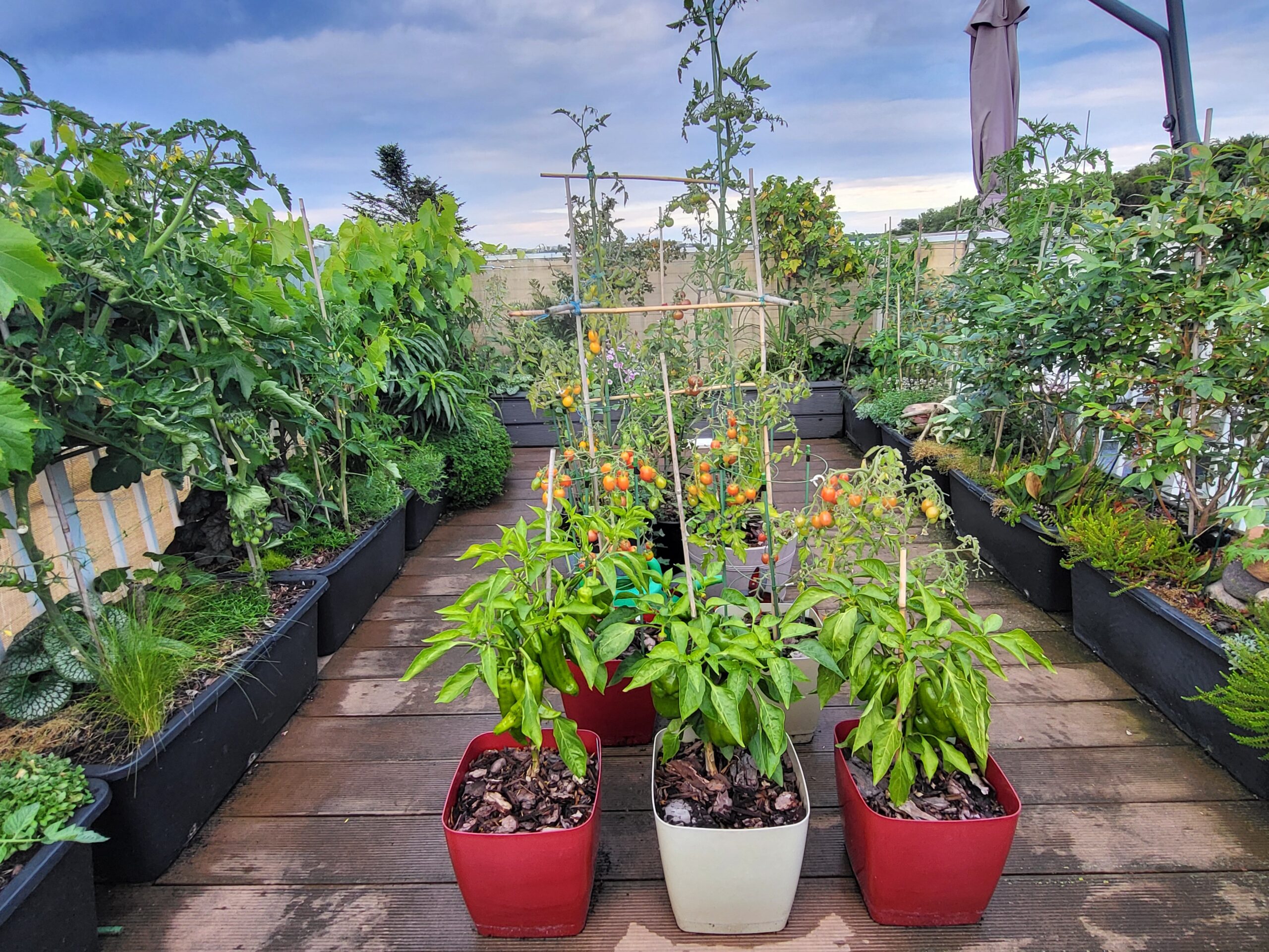 A productive rooftop container garden with peppers, tomatoes, herbs, and other plants growing in containers.