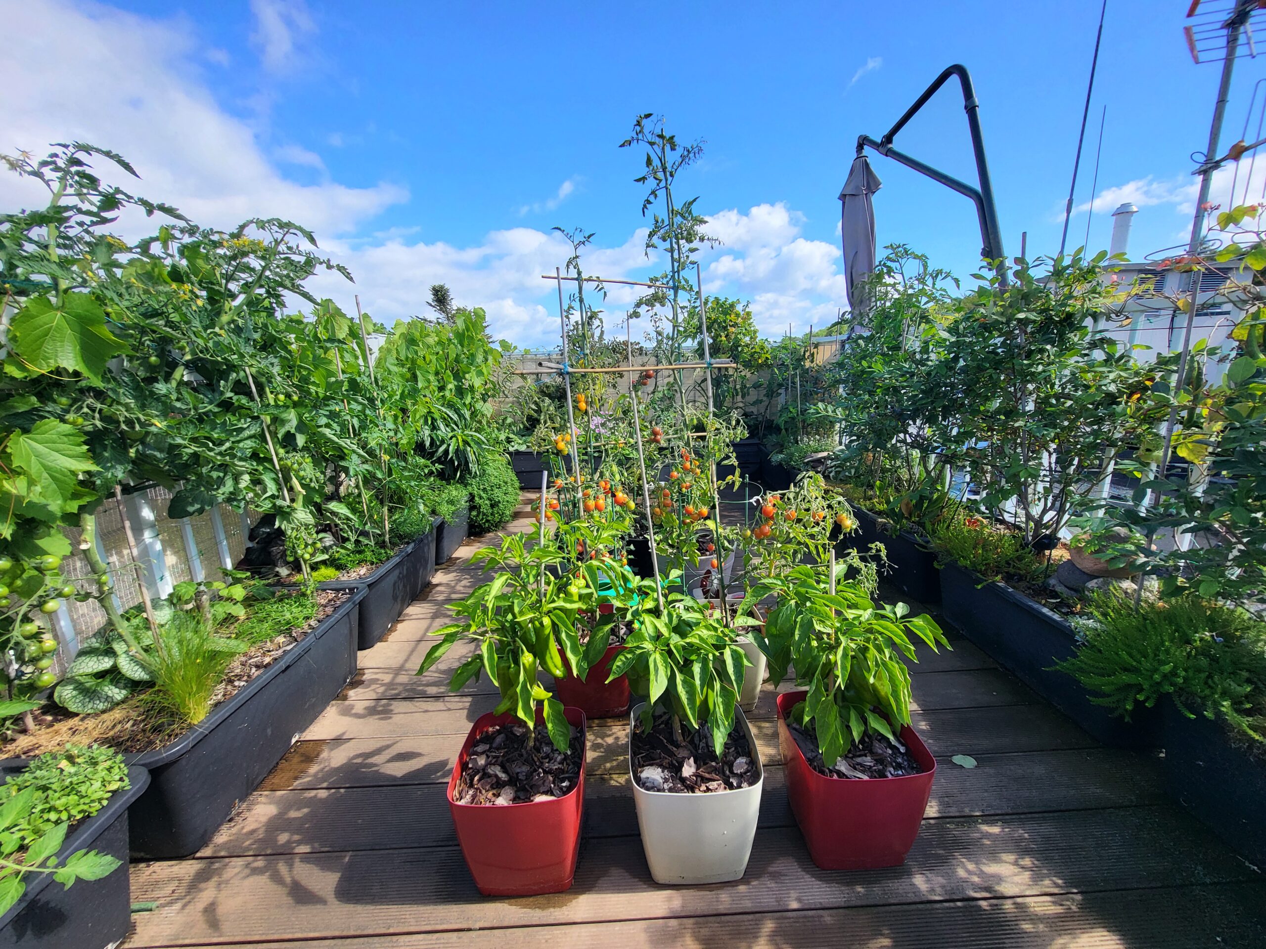 Wide view of a rooftop container garden with vegetables, herbs, fruit plants, and ornamental plants.