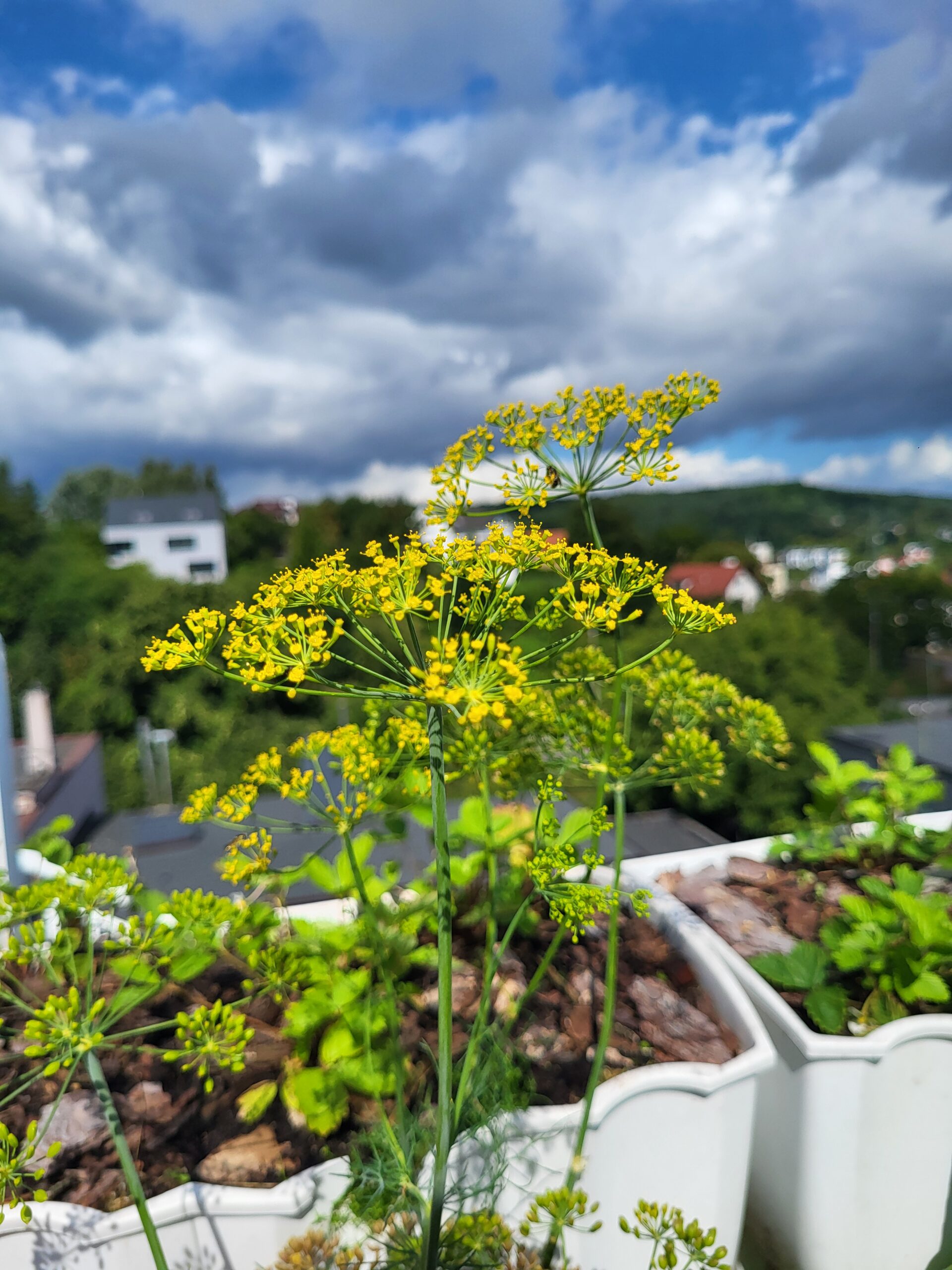 Flowering dill growing in containers with rooftops and the surrounding city landscape in the background.