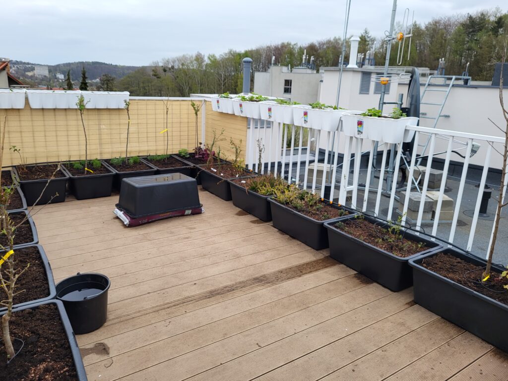 Newly planted rooftop garden with large containers filled with potting soil