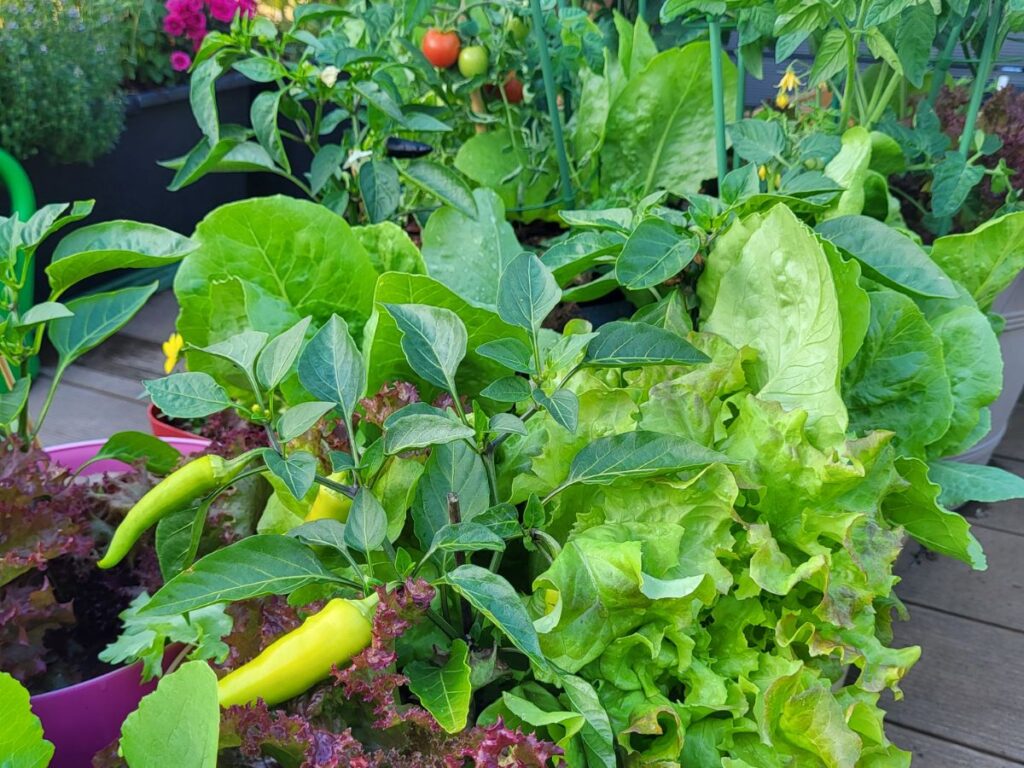 Peppers lettuce and tomatoes growing together in balcony containers