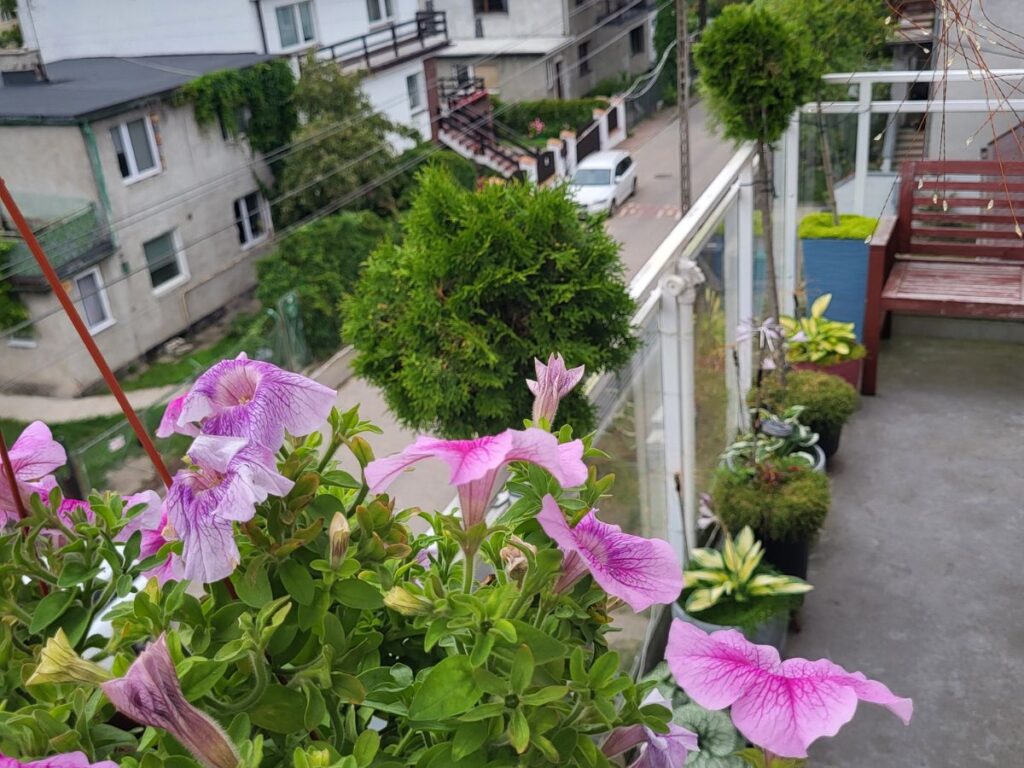 Pink petunias flowering in a balcony container above a city street