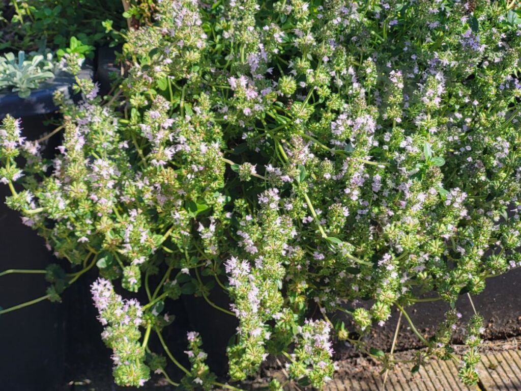 Flowering thyme growing in a sunny rooftop container