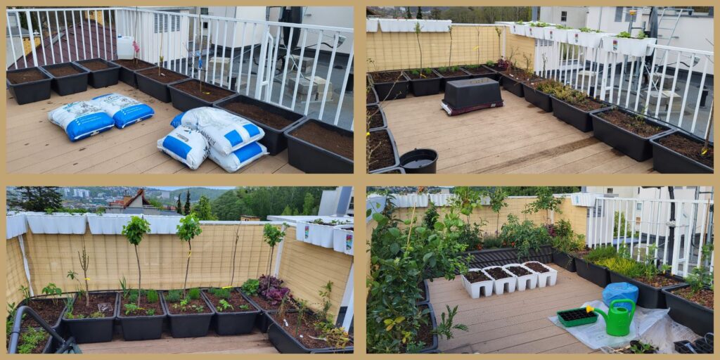 Rooftop garden stages from fresh potting soil to established container plants