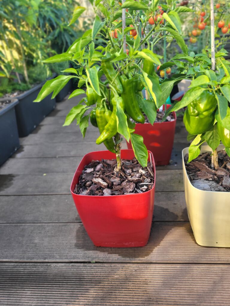 Pepper plants growing in small containers on a rooftop garden