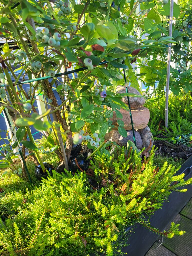  Blueberry growing with other acid-loving plants in a large rooftop container