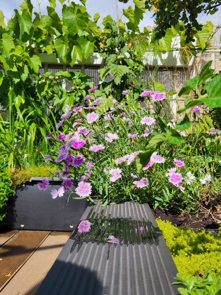 Flowers on my róóftop garden