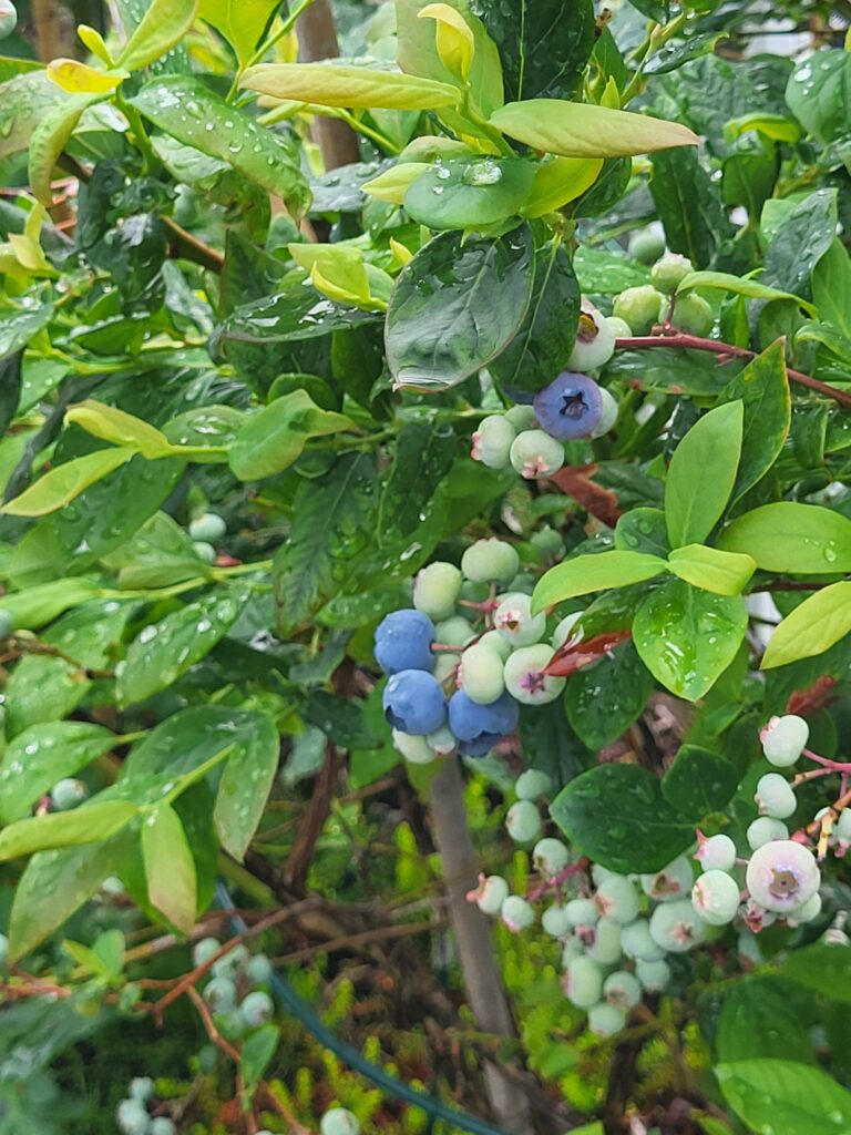 Blueberry plant with ripening berries and water droplets on the leaves