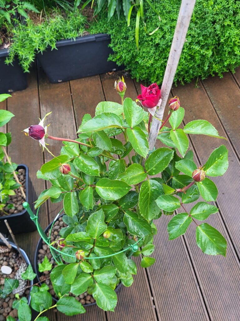 Rose plant with water droplets growing in a rooftop container garden