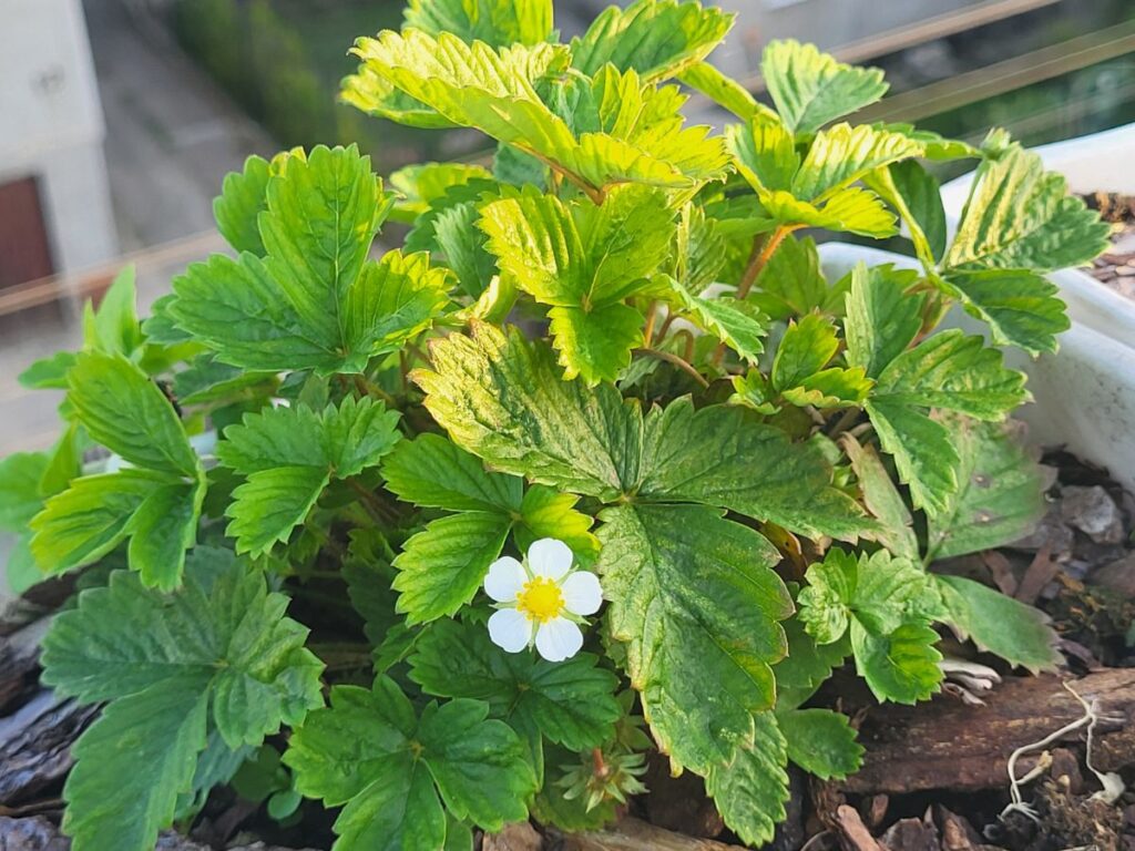 Strawberry plant growing in a rooftop container