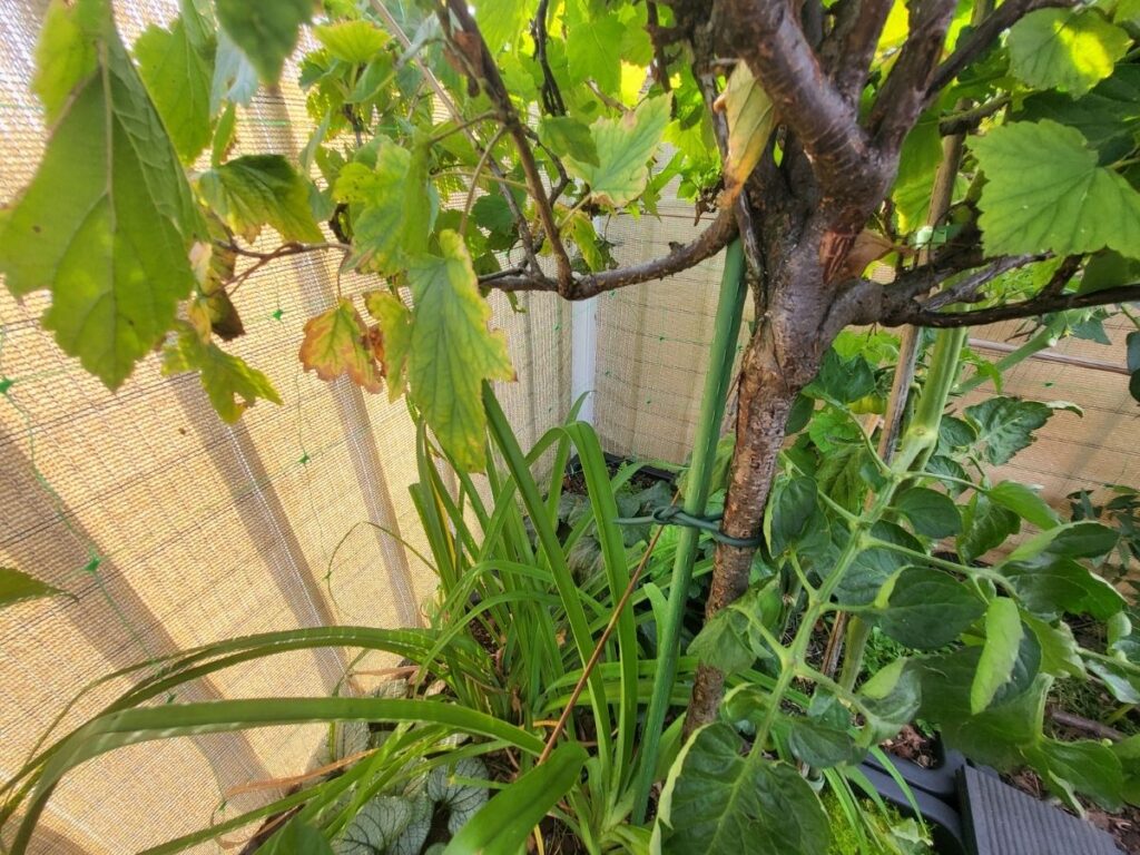Plant stem gently tied to a support stake in a rooftop container