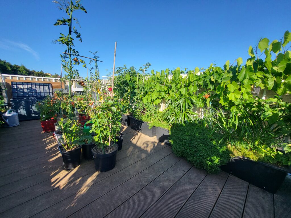 Sunny rooftop garden with vegetables and plants growing in containers