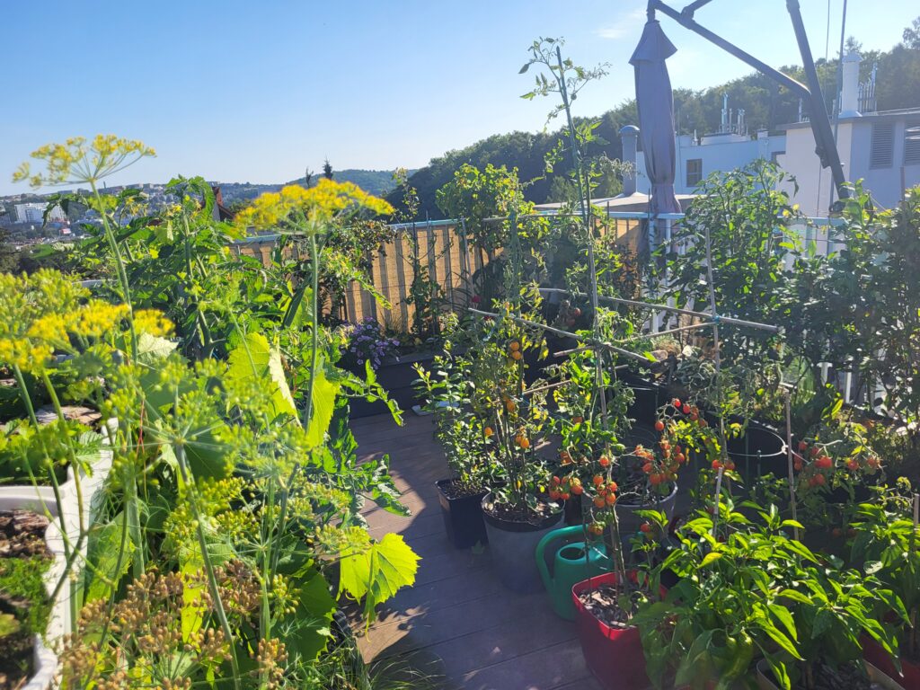 Mature rooftop garden with vegetables and ornamental plants growing in containers