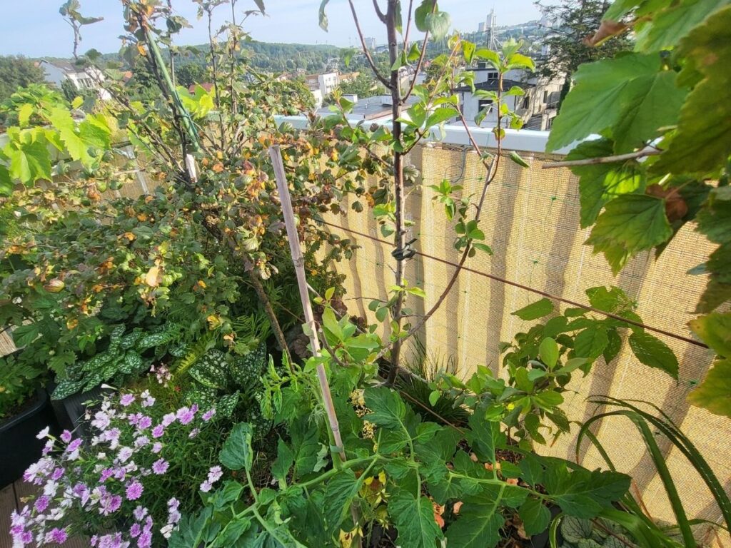 Rooftop container garden with wind screen and tall supported plants