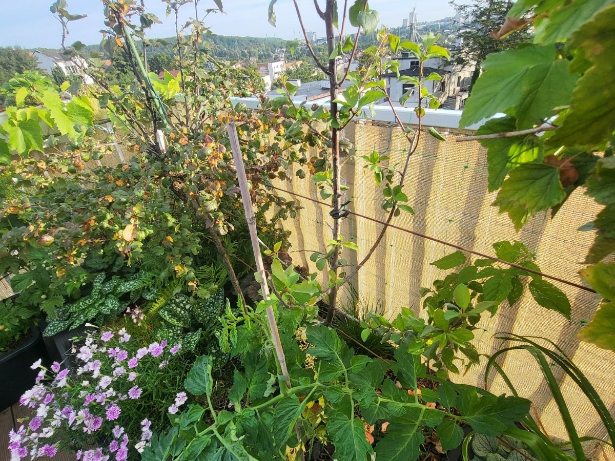 Rooftop container garden with wind screen and tall supported plants