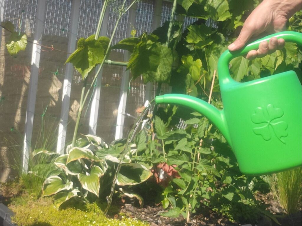 Watering tomato plants in a rooftop container garden