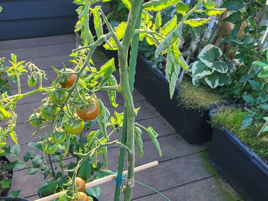 Sunny rooftop garden with vegetables and plants growing in containers