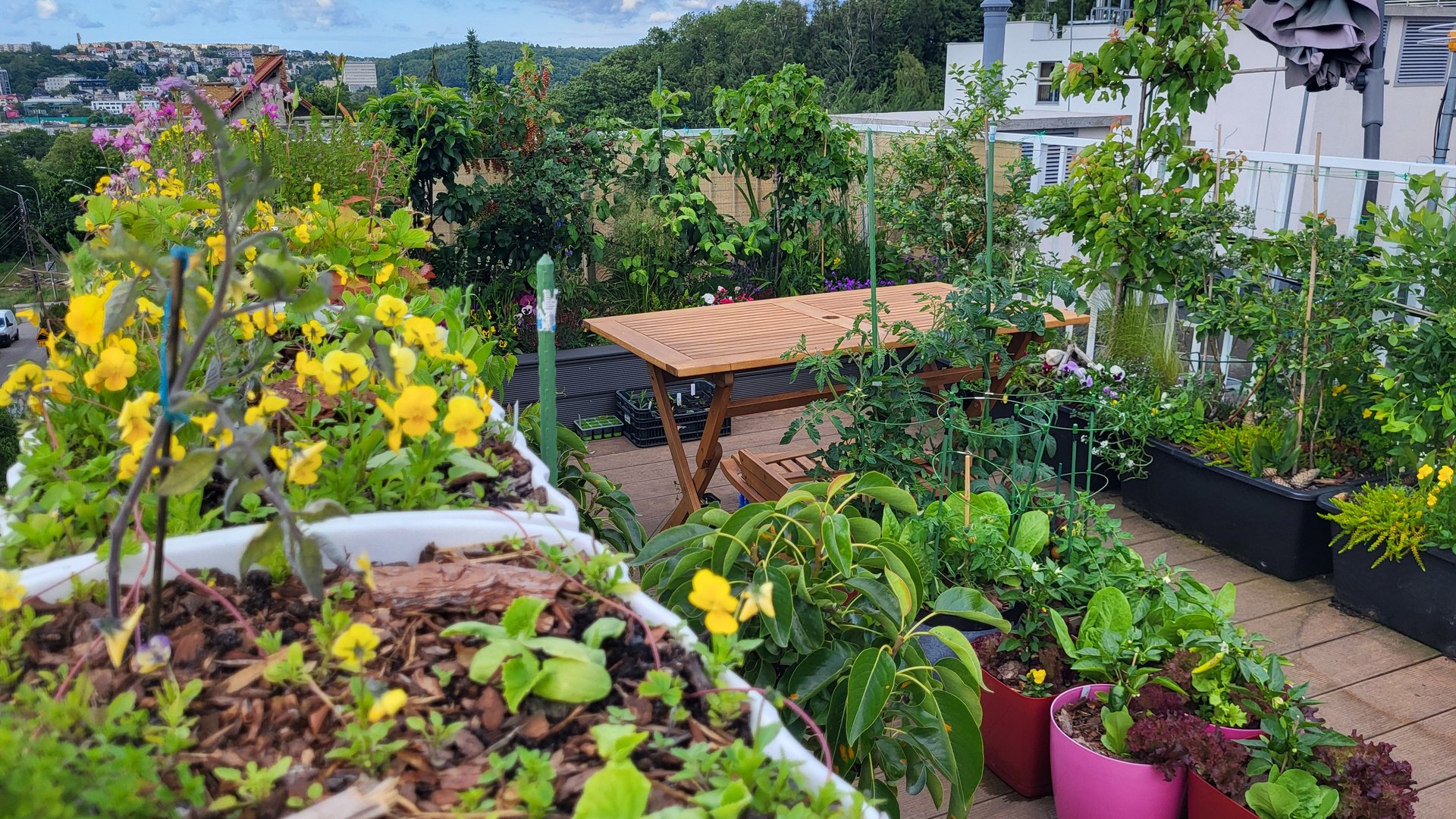 Container garden on a rooftop terrace