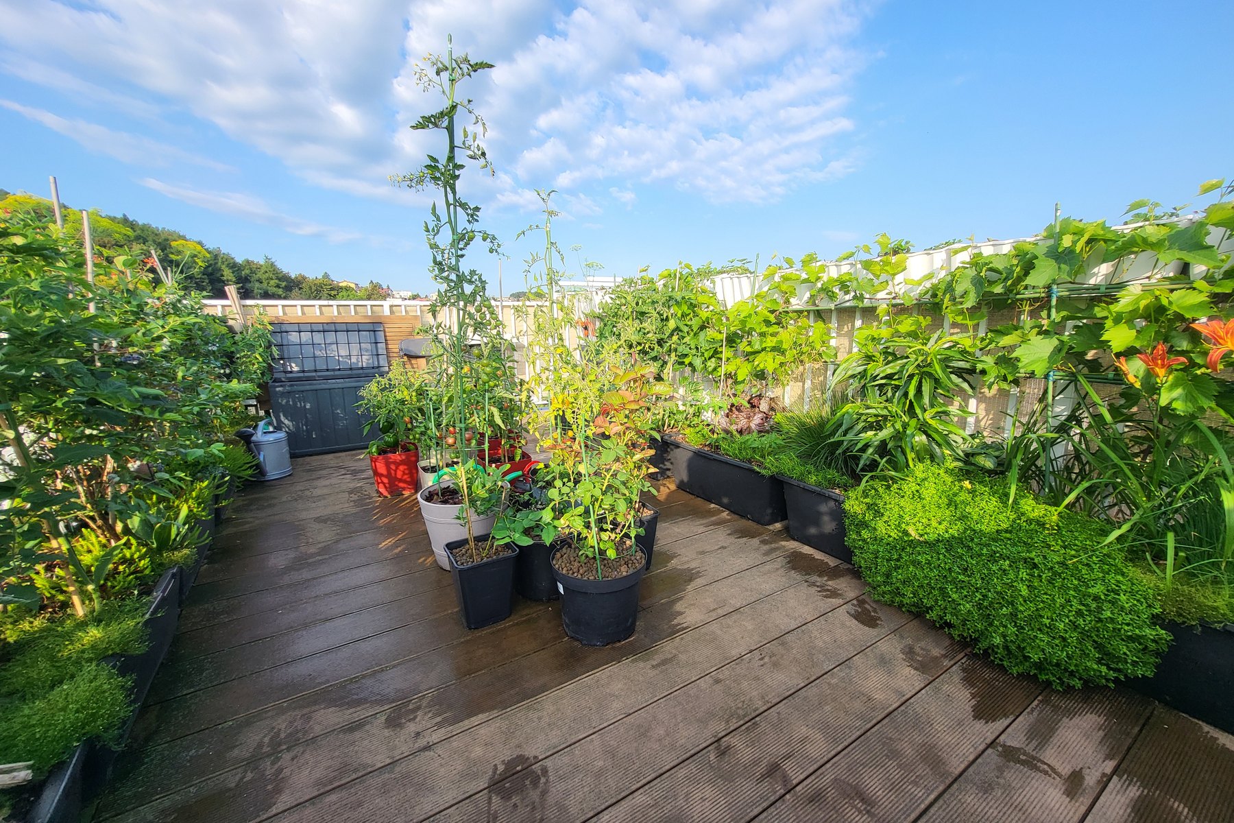 Real rooftop container garden used as the basis for Balcony & Rooftop Gardening for Beginners
